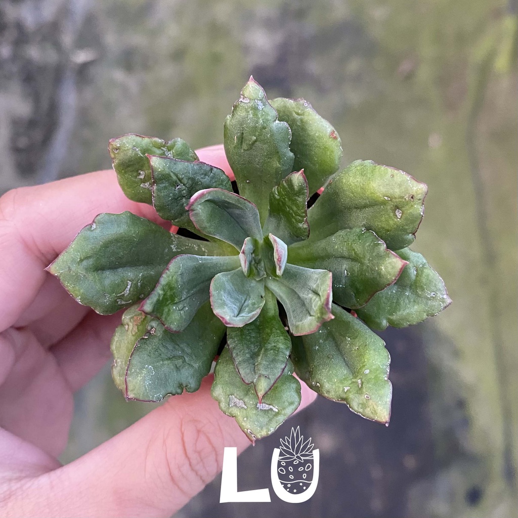 一吋多肉植物＿廣葉劍司＿呂爸爸農家樂