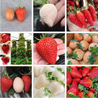 Image of 【草莓種子】四季可種 草莓 (種子) 草莓 (種子) 玲瓏小 草莓 蘋果 草莓 (種子)草莓 香蕉 菠蘿 桃薰 盆栽種植