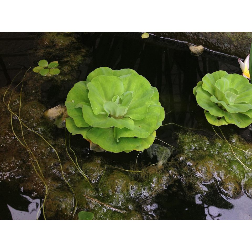 夏季特價 玫瑰水芙蓉 泰國水芙蓉 特別款水芙蓉 水生植物系列 蝦皮購物