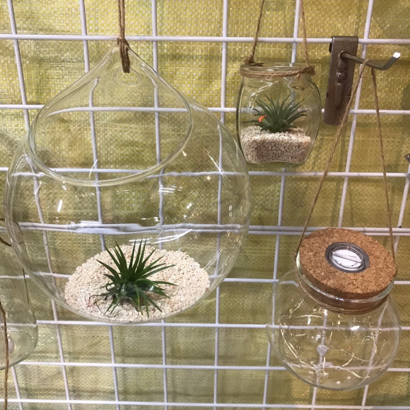 玻璃吊瓶空鳳多肉苔蘚微景觀diy 水培水耕植物 蝦皮購物