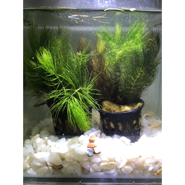 開心水族金魚藻一盆元水草魚缸造景 蝦皮購物