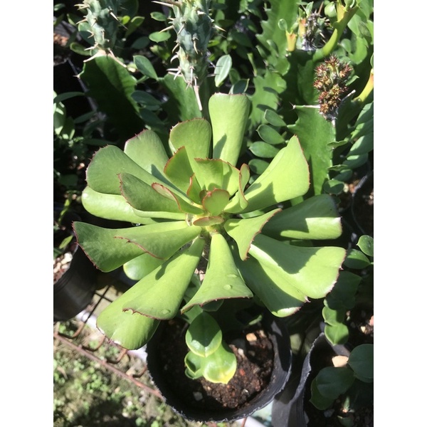 Euphorbia unispina 單刺麒麟（紅花單刺）