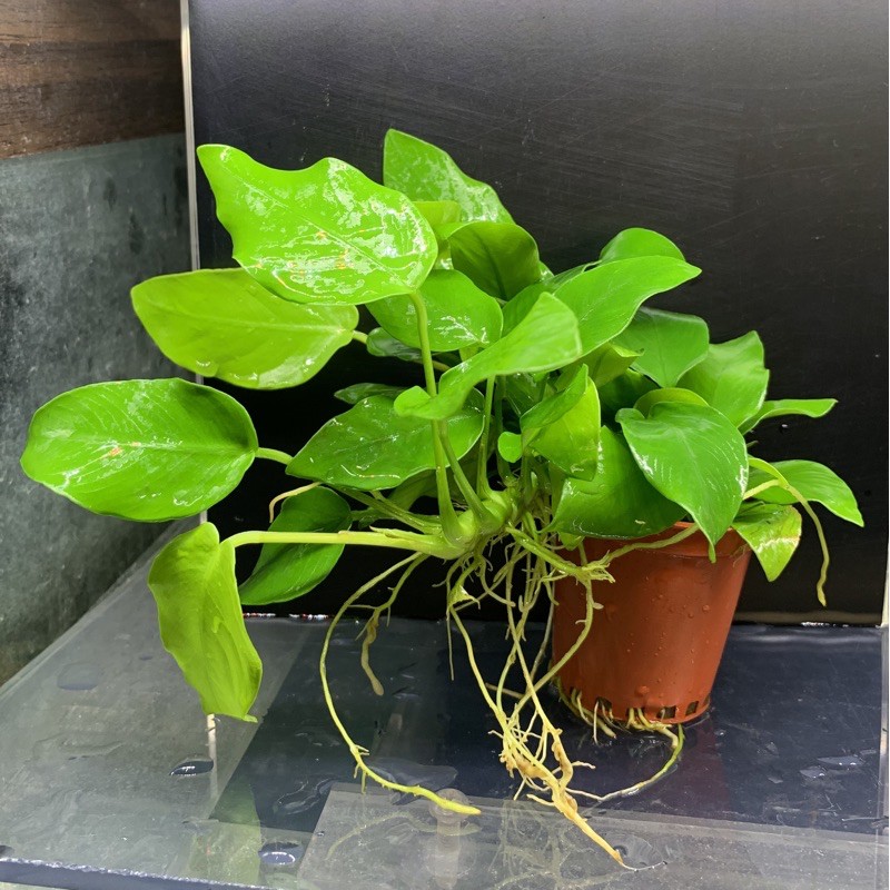 水魚水族 現貨 黃金小榕陰性水草不需co2 水草造景 蝦皮購物