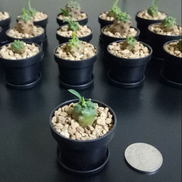 峨眉山多肉多肉植物一吋多肉植物 蝦皮購物