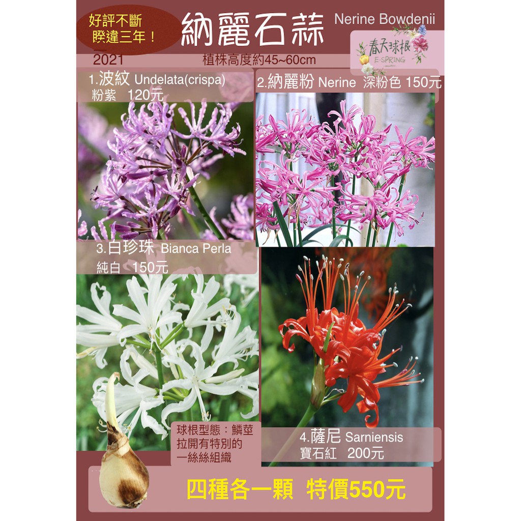 春天球根 納麗石蒜nerine波紋undelata Crispa 夏日清貨九折 蝦皮購物