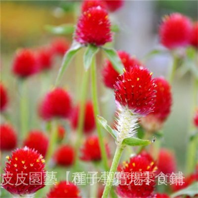 小兜兜園藝種子夯千日紅種子草花種子百日紅種子火球花種子千日紫粉白種子觀花種子mhxd 8xxe 蝦皮購物