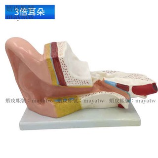 (MD-B_1228)耳朵解剖模型人耳模型 3倍放大 大耳解剖模型人耳解剖模型2部件