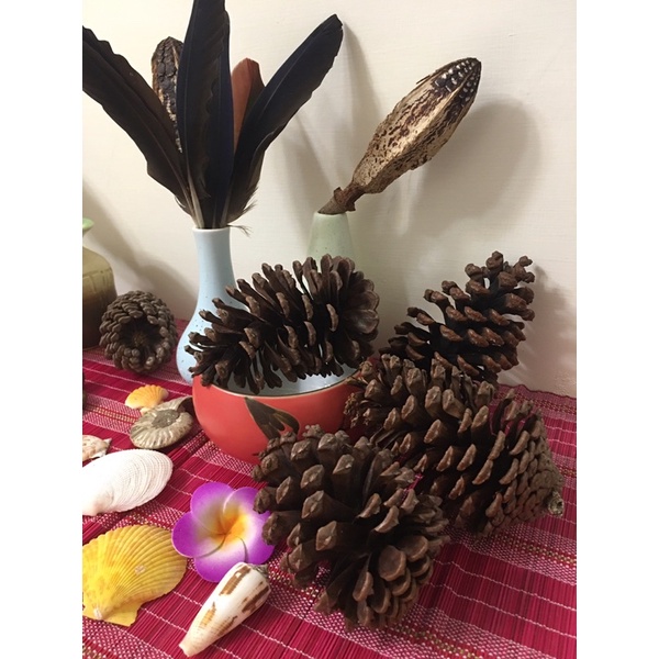 現貨 天然乾燥松果  原色松果 居家擺設 裝飾品 聖誕節擺飾