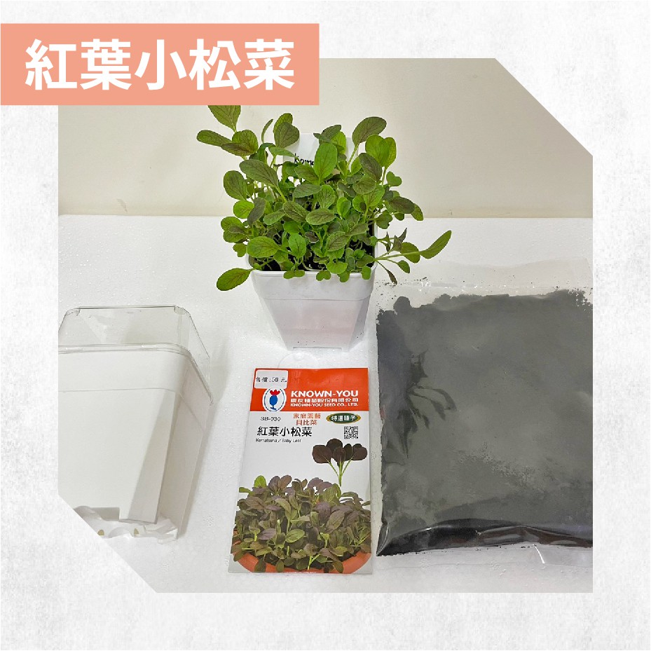 Babyleaf 紅葉小松菜爆盆菜菜組 蝦皮購物