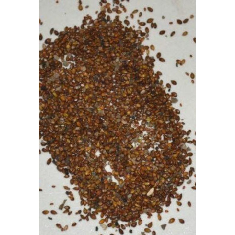 夏枯草種子 當年種子好栽種 綠化景觀植物 花卉 盆栽植物 花盆植物 花苗 蝦皮購物