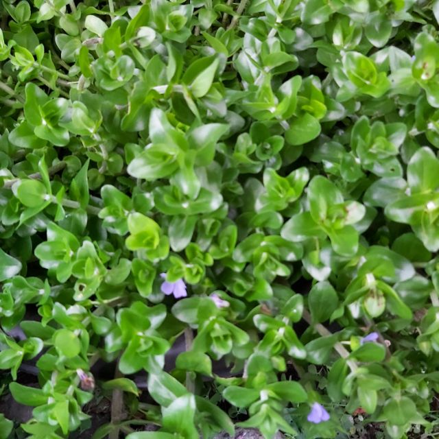 海洋之星/水生植物/虎耳草/枝條