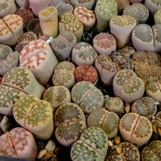 多肉植物石頭玉的價格推薦 21年5月 比價撿便宜