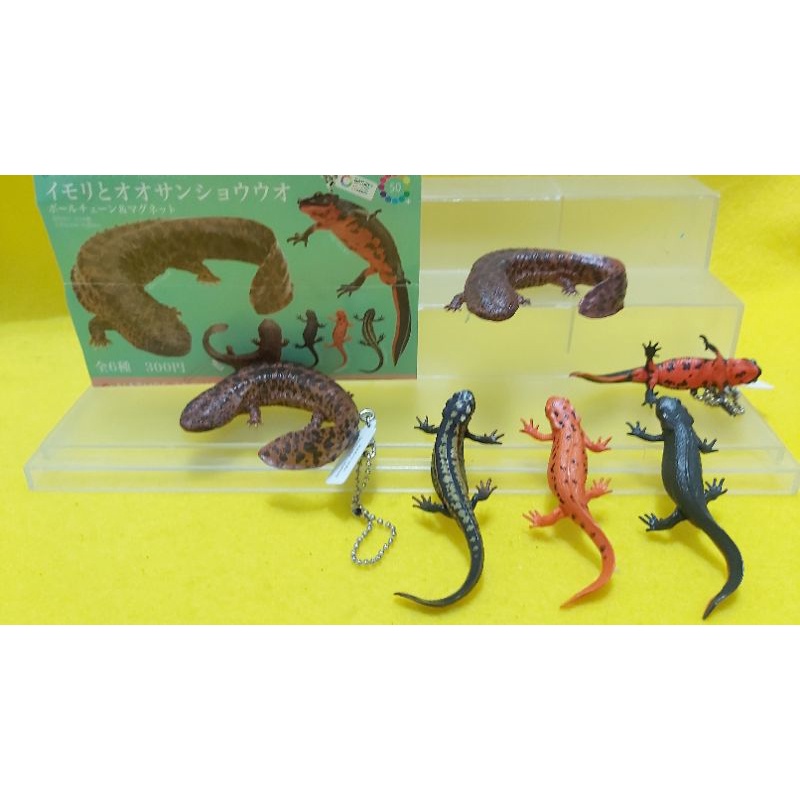 NTC圖鑒大山椒魚蠑螈吊飾款磁鐵款公仔造型擺飾，大全套六款全新出售！