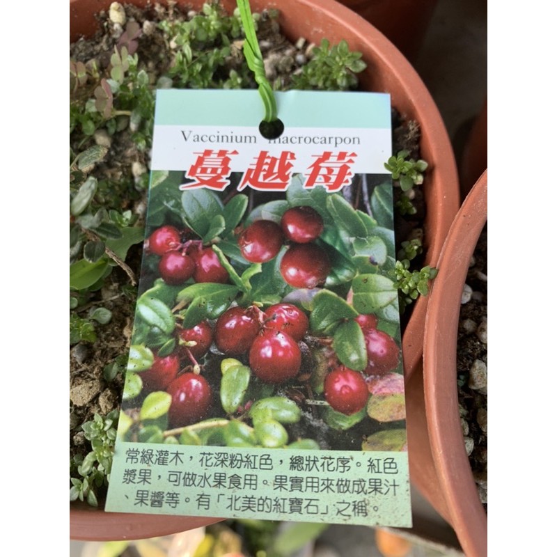 花果聖地 蔓越莓蔓越莓苗扦插苗水果苗株3 5寸黑軟盆 蝦皮購物