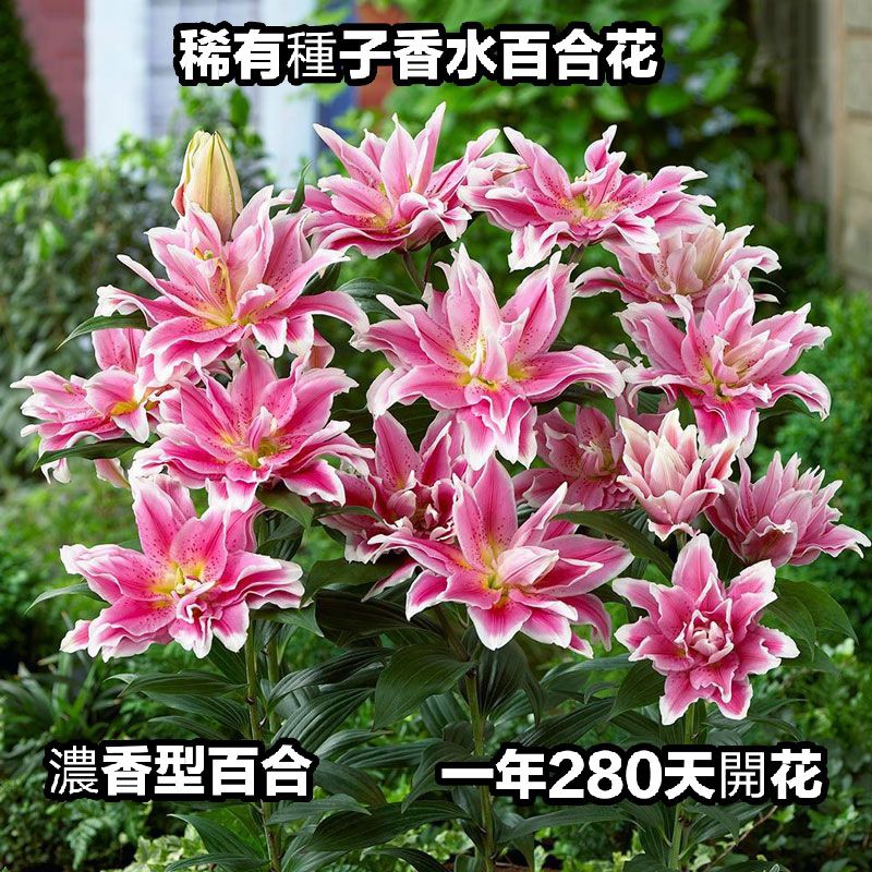 香水百合盆栽的價格推薦 21年8月 比價比個夠biggo