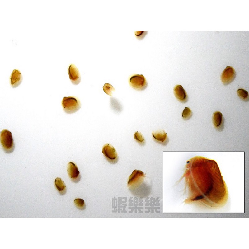 ~蝦樂樂~ 活化石 加州黑蚌蝦補充包(Cyzicus californicus) 100~150顆卵裝。-新品種-