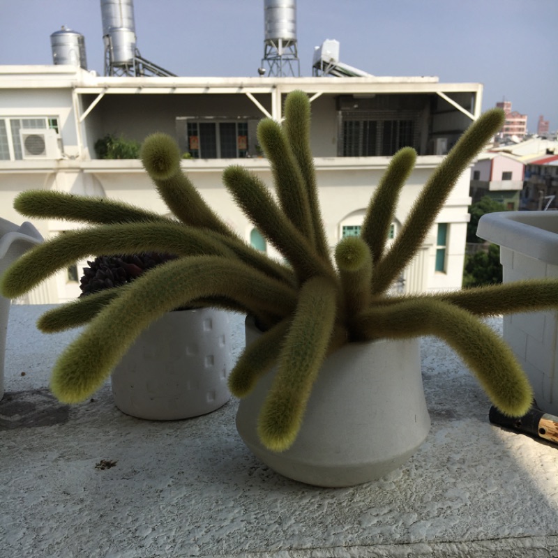 貓尾巴 金鈕 仙人掌多肉植物 蝦皮購物