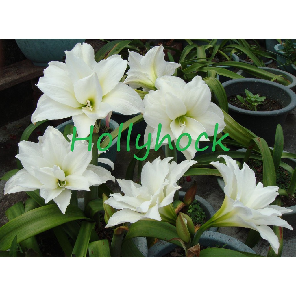 孤挺花 白孔雀 White Peacock 開花球球莖花卉 球根花卉 並蒂蓮 蝦皮購物