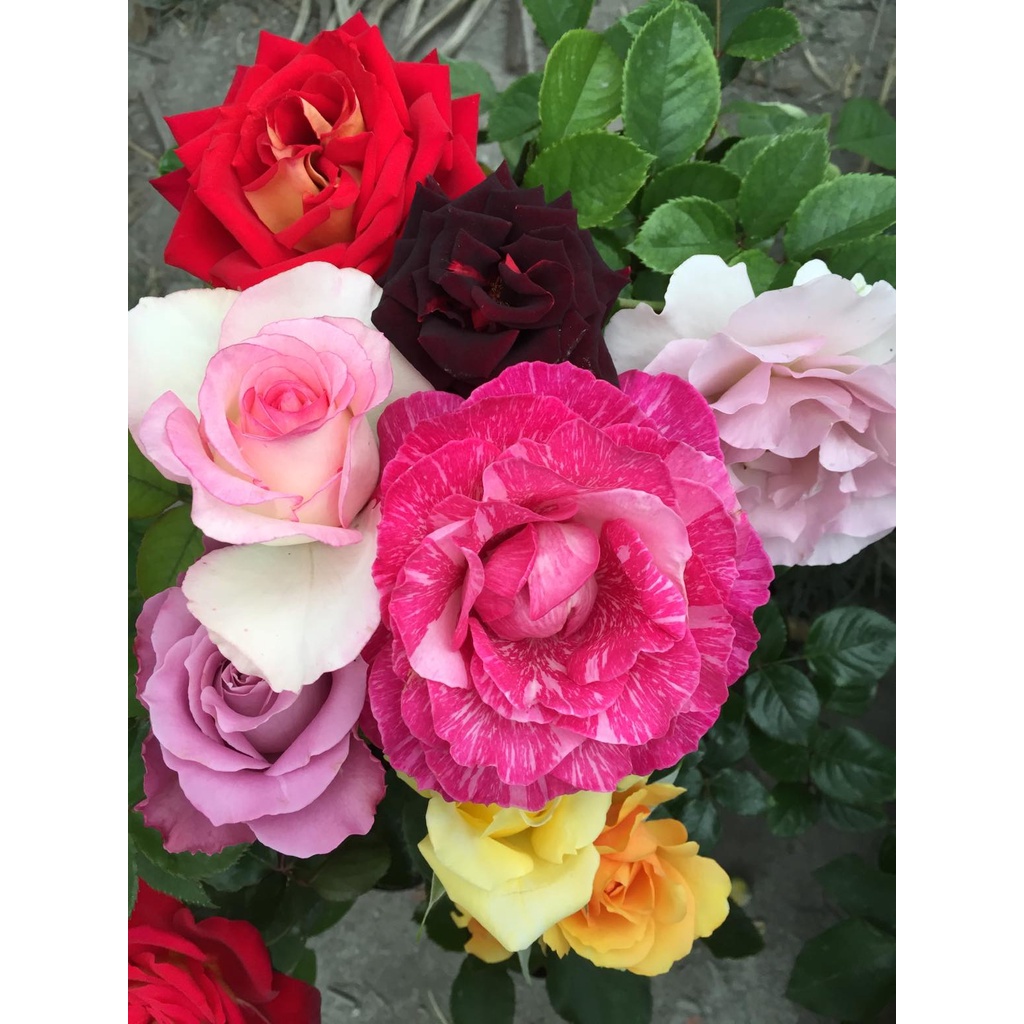 《美好時光》🈶貨🌹 玫瑰花盆栽苗 🌹 玫瑰苗 🌹 玫瑰花苗 🌹 玫瑰盆花 🌹玫瑰花🌹