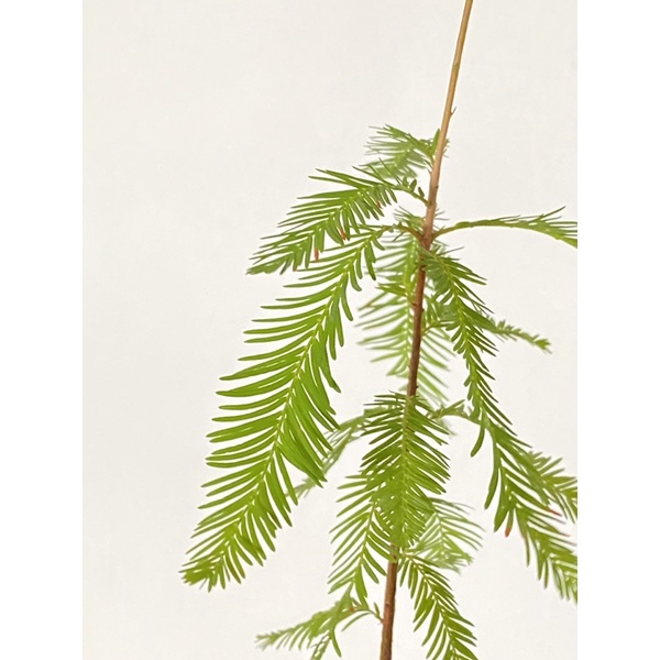 ｛英宏｝室外植物 北美落羽松3.5寸白盆 落葉植物 冬天落葉