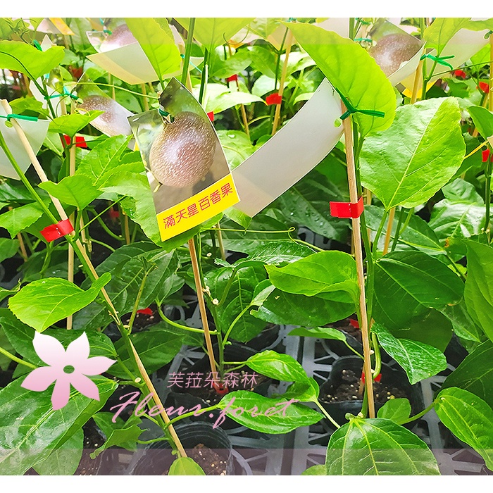 芙菈朵森林 滿天星百香果 百香果苗 袋苗 水果苗