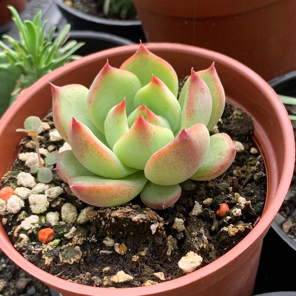 麗加 多肉植物 2吋盆虐養小桃太郎 圖1為虐養狀態 現在退色 不過一樣蠻漂亮的 最後一張現貨圖 蝦皮購物