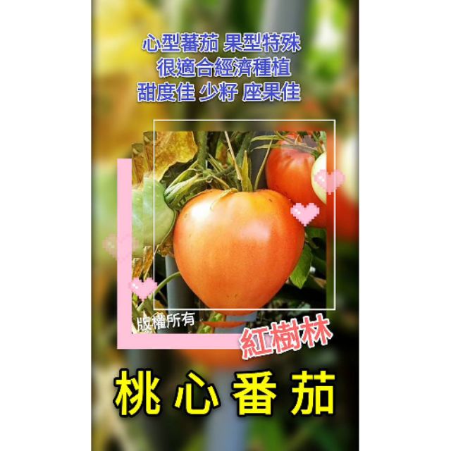 【紅樹林】 桃心番茄 種子 (種子)~每份20粒