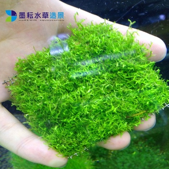 墨耘水草 鹿角苔 鐵片 盒裝 水中葉 冒泡旺盛耐熱前景水族 蝦皮購物