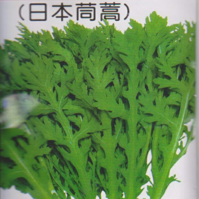 愛上種子 日本茼蒿 【蔬果種子】分包裝種子 約500粒/包(夾鍊袋分裝包)