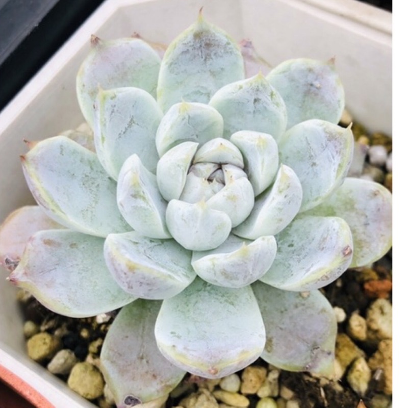 雪兔多肉 Ptt Dcard討論與高評價網拍商品 21年11月 飛比價格