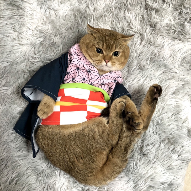 🌱①號寶屋鬼滅之刃寵物服飾 秋冬季貓衣服 炭治郎和服 羽織禰豆子浴衣 貓衣服 cosplay
