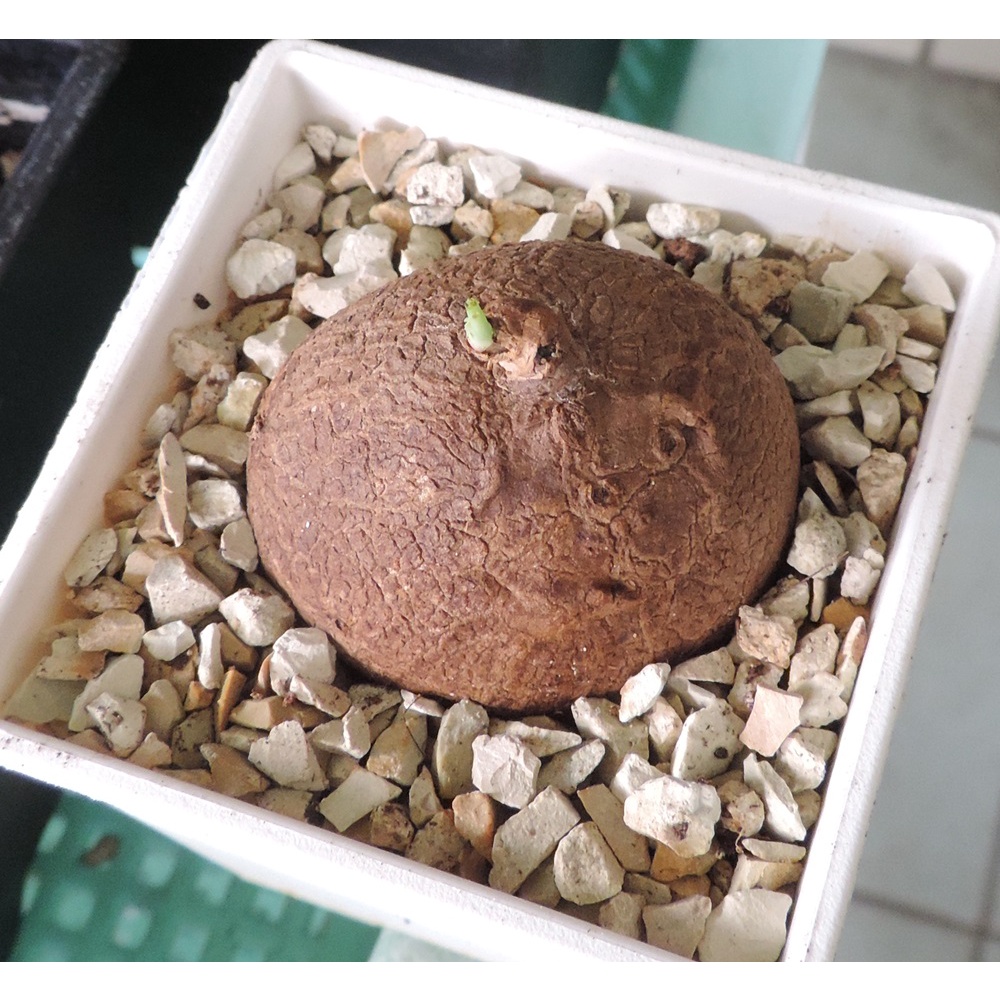 多肉植物 圓葉山烏龜 約3吋盆 裸根寄送