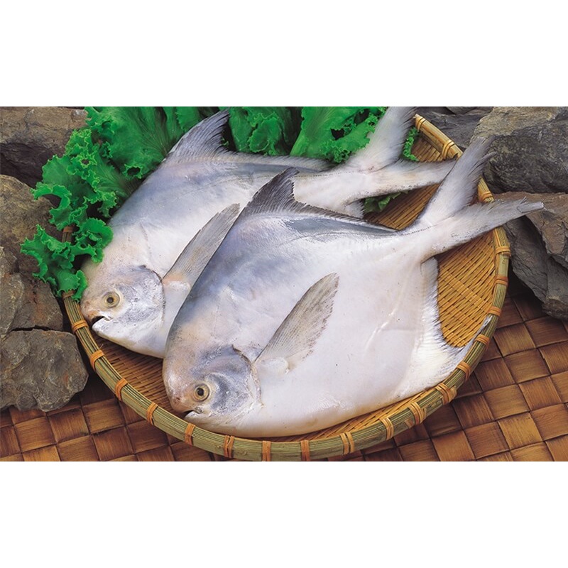 頂級野生 白鯧魚🐟印度🇮🇳白鯧🔥一尾400-500公克🔥頂級白肉魚🐟過年送禮必備、年菜必備