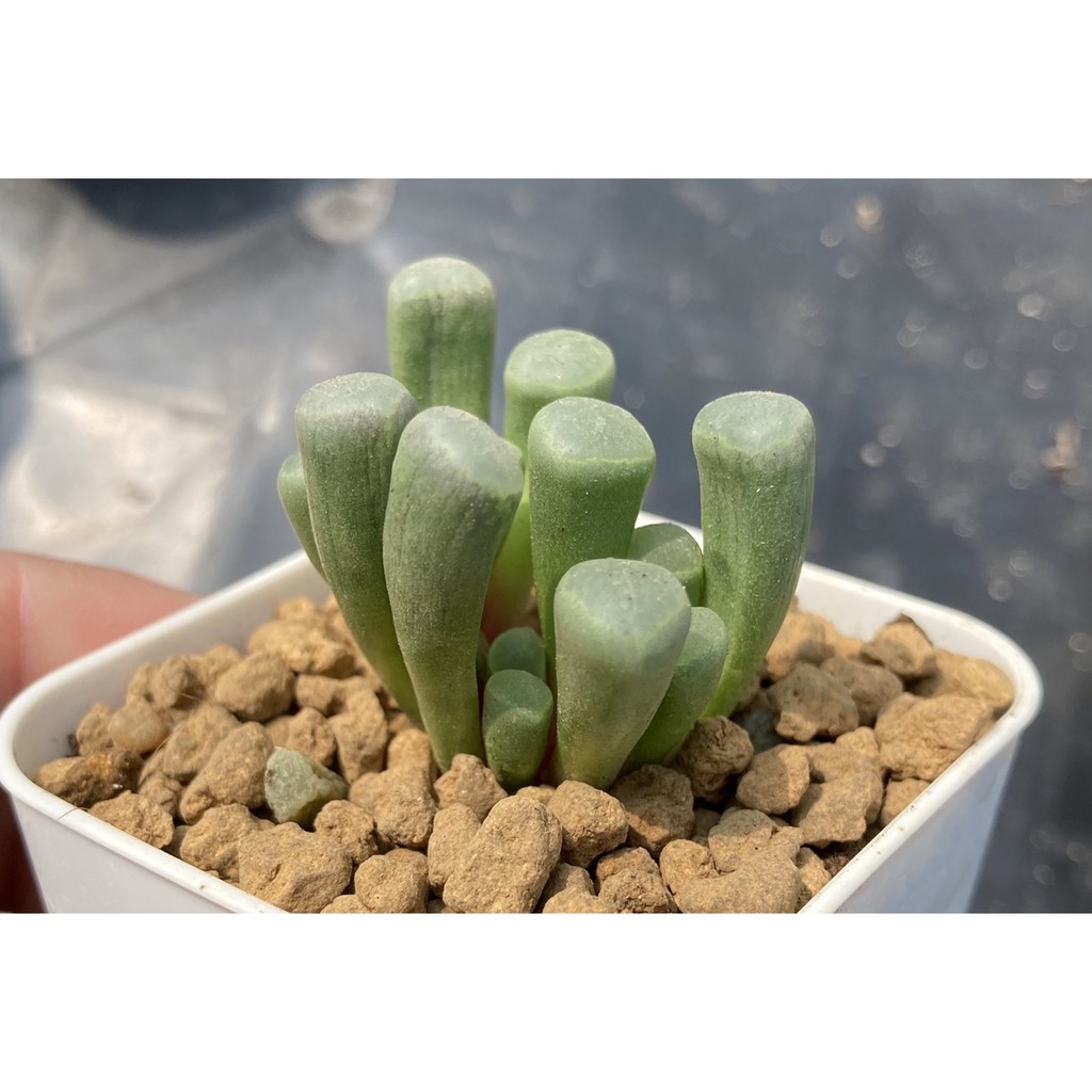 植得栽 五十鈴玉 多肉 景天 番杏科 仙人掌 百合 蝦皮購物