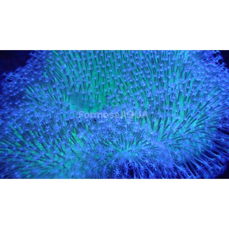 Formosaaqua丑魚棧 花環珊瑚 人工飼養 顏色亮麗 海水缸必備美品 蝦皮購物