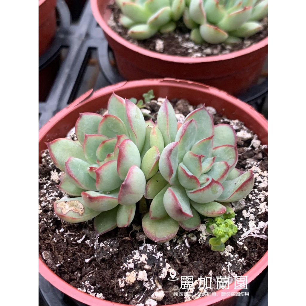 麗加 多肉植物 布丁西施 蝦皮購物