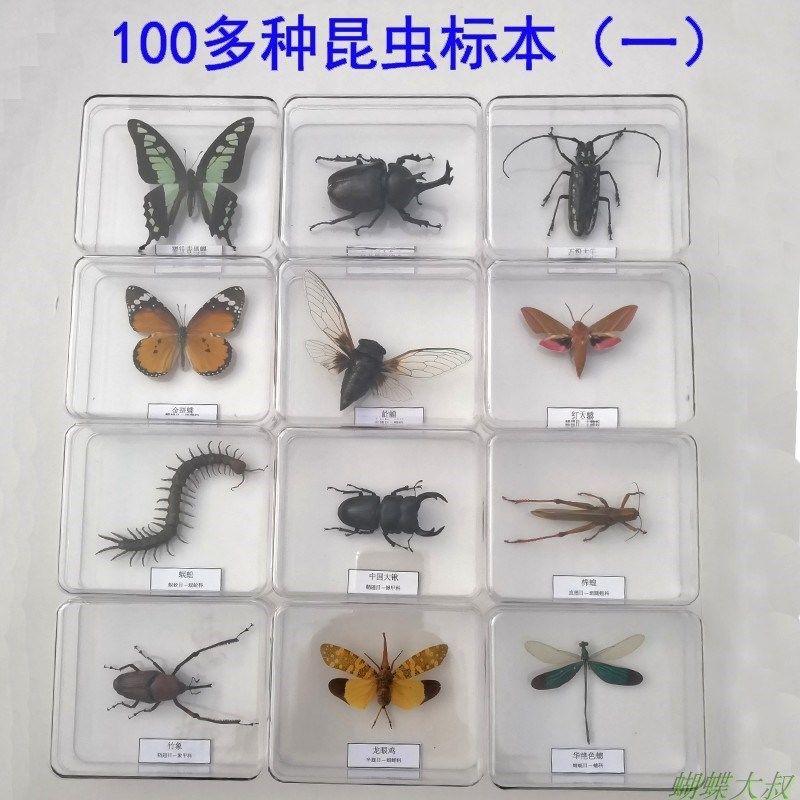蝴蝶展翅板昆蟲標本工具昆蟲針蝴蝶標本制作材料diy手工2件包郵 蝦皮購物