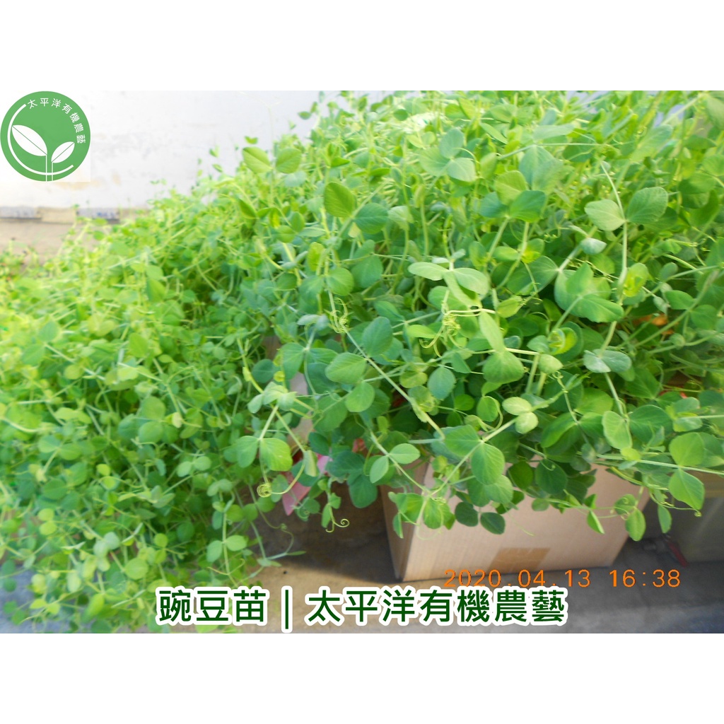 豌豆 荷蘭豆 45g裝澳洲活鮮進口可培育豌豆苗 小豆苗93 高發芽率 芽菜種子 芽苗菜種子 生菜種子 蝦皮購物