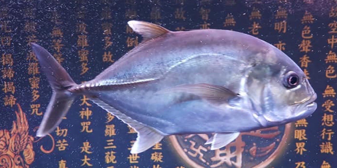 森湖水族觀賞魚工坊 線上商店 蝦皮購物