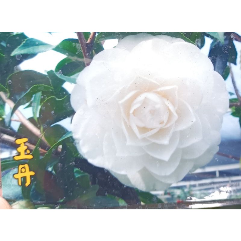 5 6吋盆 白色茶花盆栽觀賞茶花盆栽 上百種茶花品種 沒時間一一上架 直接問比較快 蝦皮購物