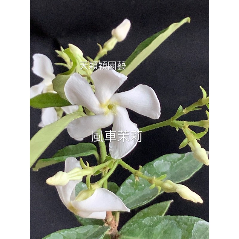 天穎穎園藝 白風車茉莉花苗 111 11 5更新隨機出貨苗 蝦皮購物