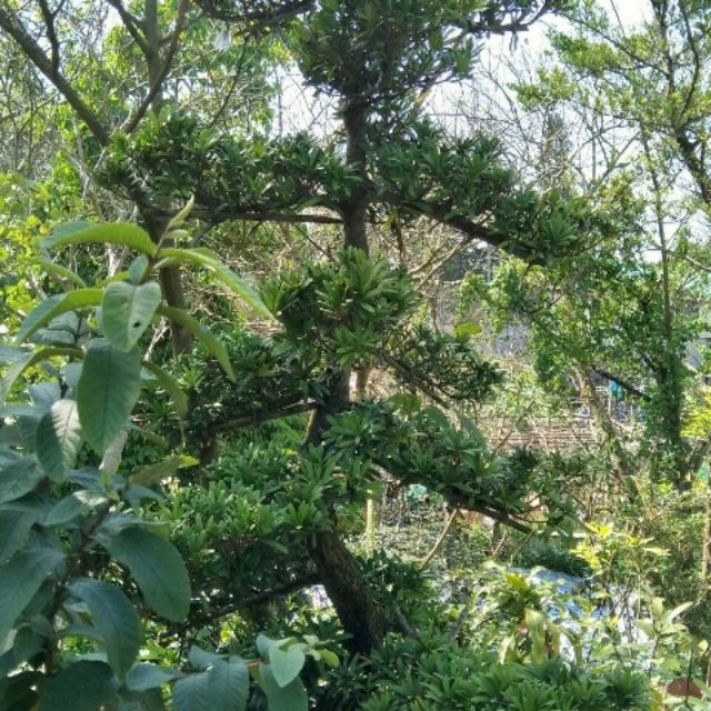 元茂園藝龍潭聖亭路園區 20年造型羅漢松盆栽，實品拍攝