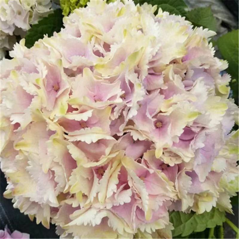 蟲蟲花藝 八仙花綉球花種子 蝦皮購物