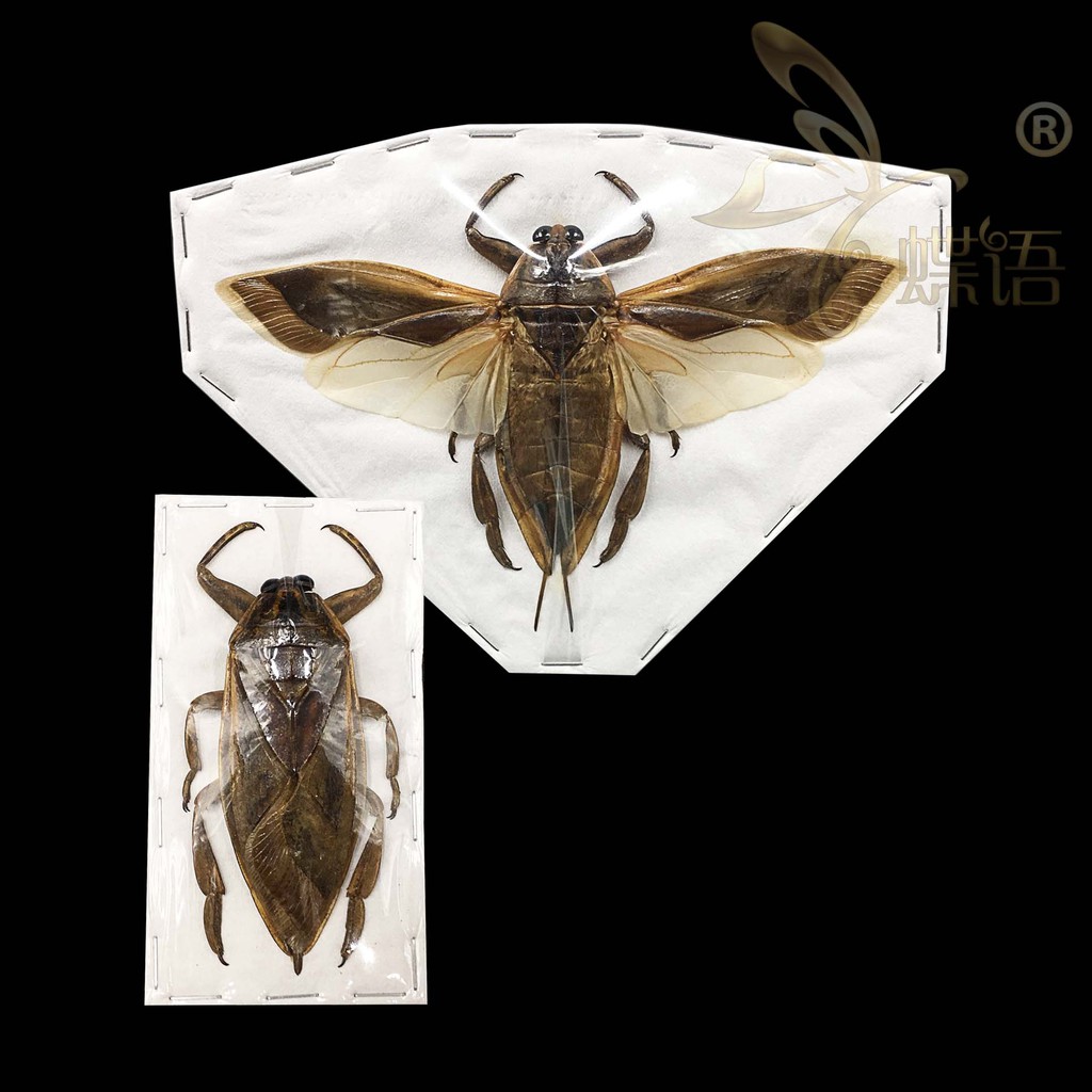 免運下殺昆蟲標本蝴蝶標本植物標本科教田鱉標本lethocerus Indicus印尼負蝽昆蟲標本真蟲 蝦皮購物
