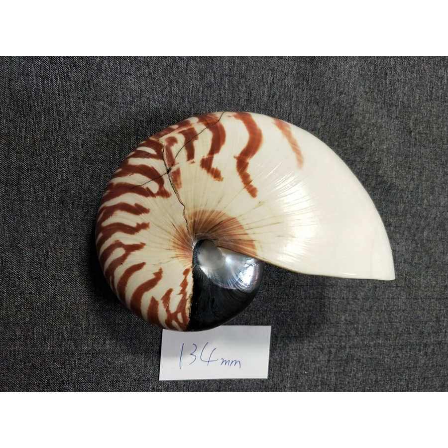貝殼/台湾漁船抓的鸚鵡螺  134mm -活化石-保持原味.紋路清晰，適合送禮，可珍藏做為擺飾.教學可用(Ta712