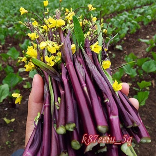 全網最多款種子夯紅菜苔種子紅色四九菜心種子農家陽台庭院盆栽蔬菜種籽多次採收f3m3 蝦皮購物