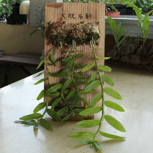 [Fern-tastic 蕨對優植] 大欣石斛蘭(現貨)(上板-日本杉木35*17*2公分-加大板)