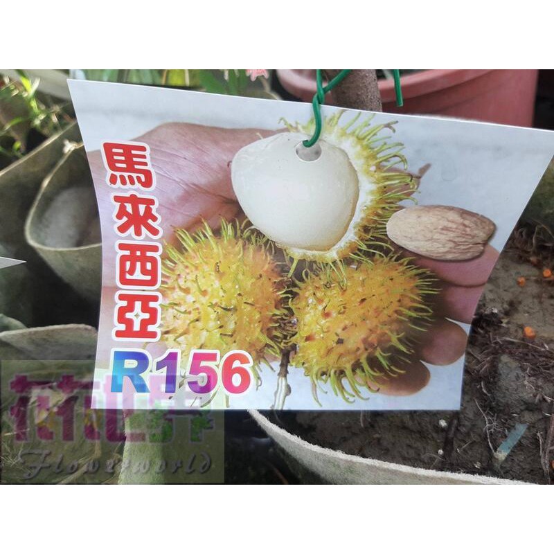 花花世界_水果苗--馬來西亞156，新品種一甜度高4吋盆苗高40-60公分
