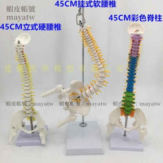 MD-B_0048)教學45CM迷你人體小脊柱帶骨盆股骨模型帶神經骨架脊柱脊椎 