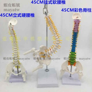 MD-B_0048)教學45CM迷你人體小脊柱帶骨盆股骨模型帶神經骨架脊柱脊椎 MD-B_0048)教學45CM迷你人體小脊柱帶骨盆股骨模型帶神經骨架脊柱脊椎